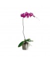 The Lavender Phalaenopsis Orchid